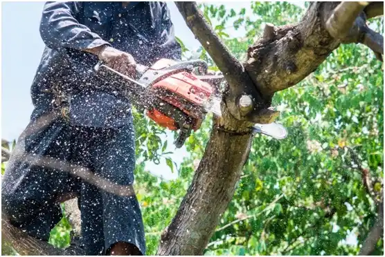 tree services Labish Village